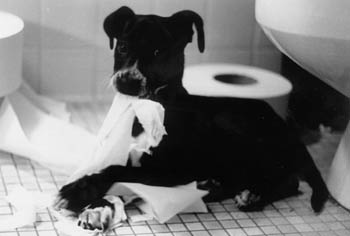 Make sure your dog is not left alone on the boat to be naughty!